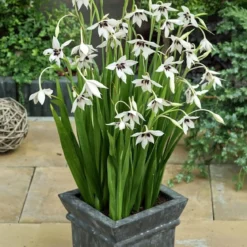Acidanthera callianthus - 60 løg