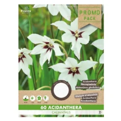Acidanthera callianthus - 60 løg