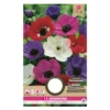 Anemone De Caen mix - 15 løg