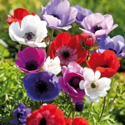 Anemone De Caen mix - 15 løg