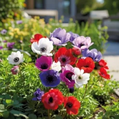 Anemone De Caen mix - 15 løg