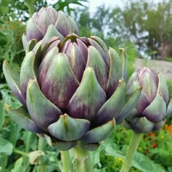 Artiskok frø, Violet De Provence
