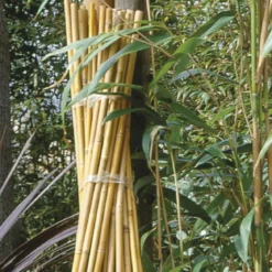 Bambuspinde H60 cm - Ø6-8 mm 10 stk