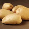 Bintje læggekartofler - 1,5 kg. (middel/sen)