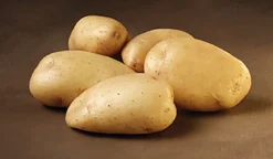 Bintje læggekartofler - 1,5 kg. (middel/sen)