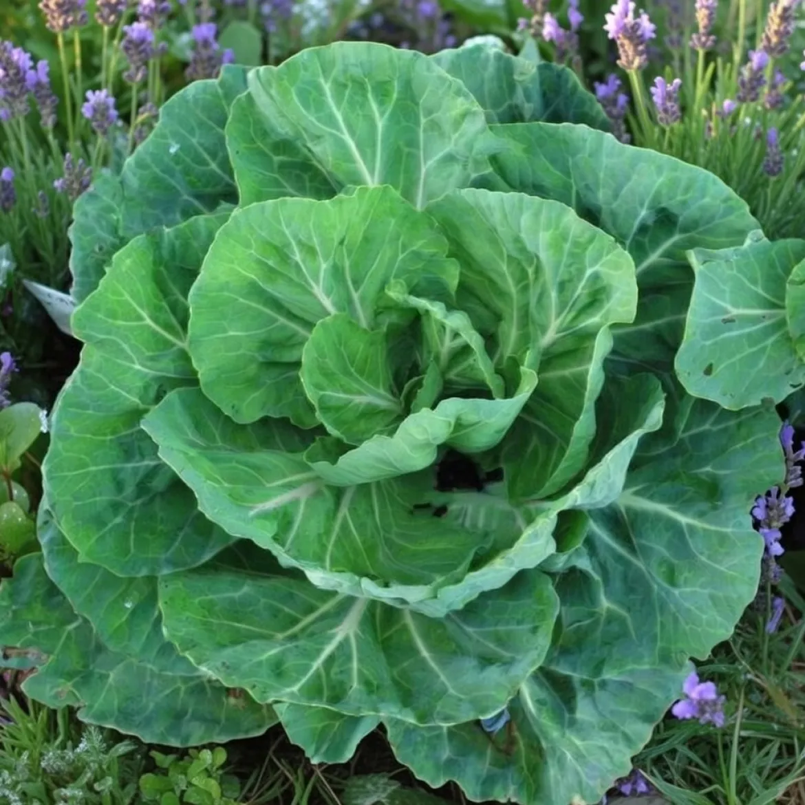 Bladkål frø, Tronchuda