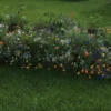 Blomsterblanding - Blomstereng 25 m2