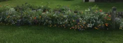 Blomsterblanding - Blomstereng 25 m2