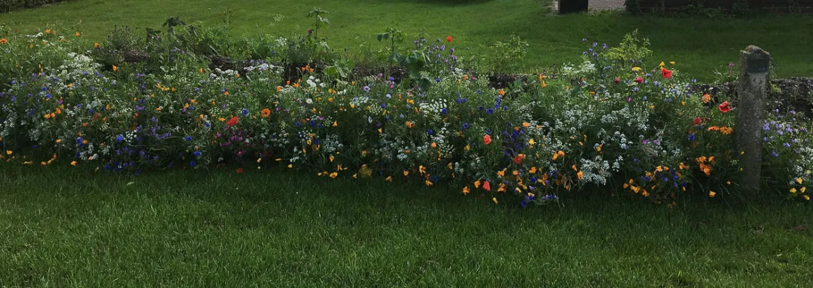 Blomsterblanding - Blomstereng 25 m2