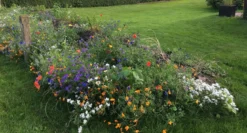 Blomsterblanding - Blomstereng 25 m2
