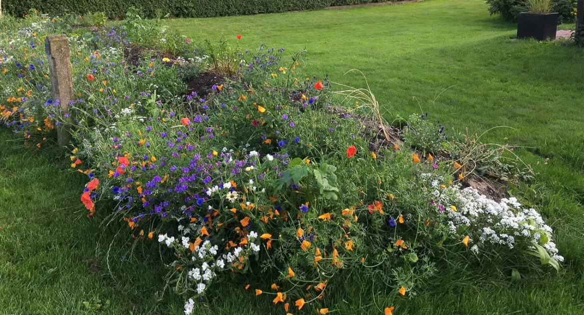 Blomsterblanding - Blomstereng 25 m2