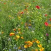 Blomsterblanding - Hurtig blanding, 30 m2
