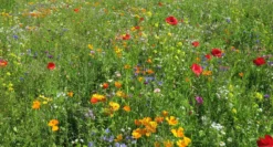 Blomsterblanding - Hurtig blanding, 30 m2