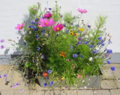 Blomsterblanding - Hurtig blanding, 30 m2