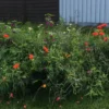 Blomsterblanding, Insektparadis - 30 m2