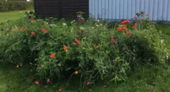 Blomsterblanding, Insektparadis - 30 m2