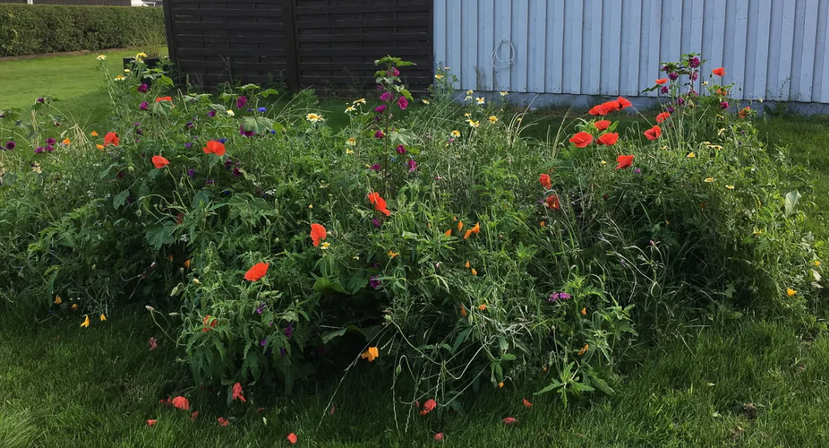 Blomsterblanding, Insektparadis - 30 m2