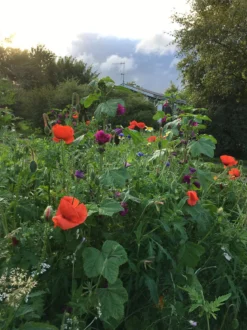 Blomsterblanding, Insektparadis - 30 m2