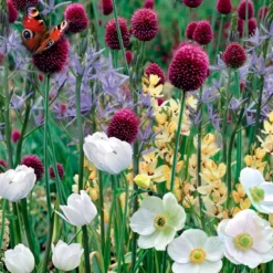Blomsterløg 'Sommerfugleblanding'