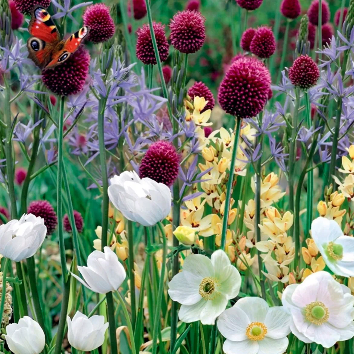 Blomsterløg 'Sommerfugleblanding'