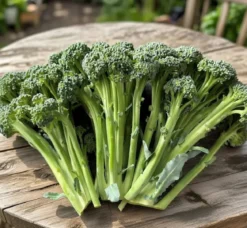 Broccoli frø, Montobello F1