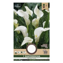 Calla Zantedeschia Albomaculata hvid - 1 løg