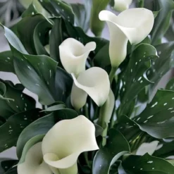 Calla Zantedeschia Albomaculata hvid - 1 løg