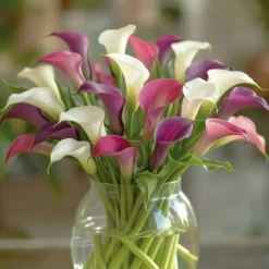 Calla Zantedeschia blomsterløg - 3 stk.