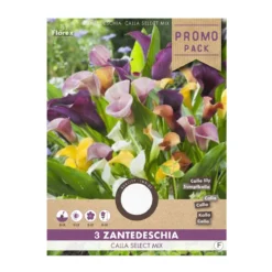 Calla Zantedeschia blomsterløg - 3 stk.