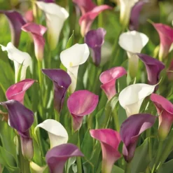 Calla Zantedeschia blomsterløg - 3 stk.