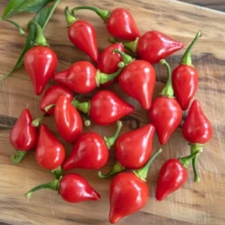 Chili frø "Biquinho"