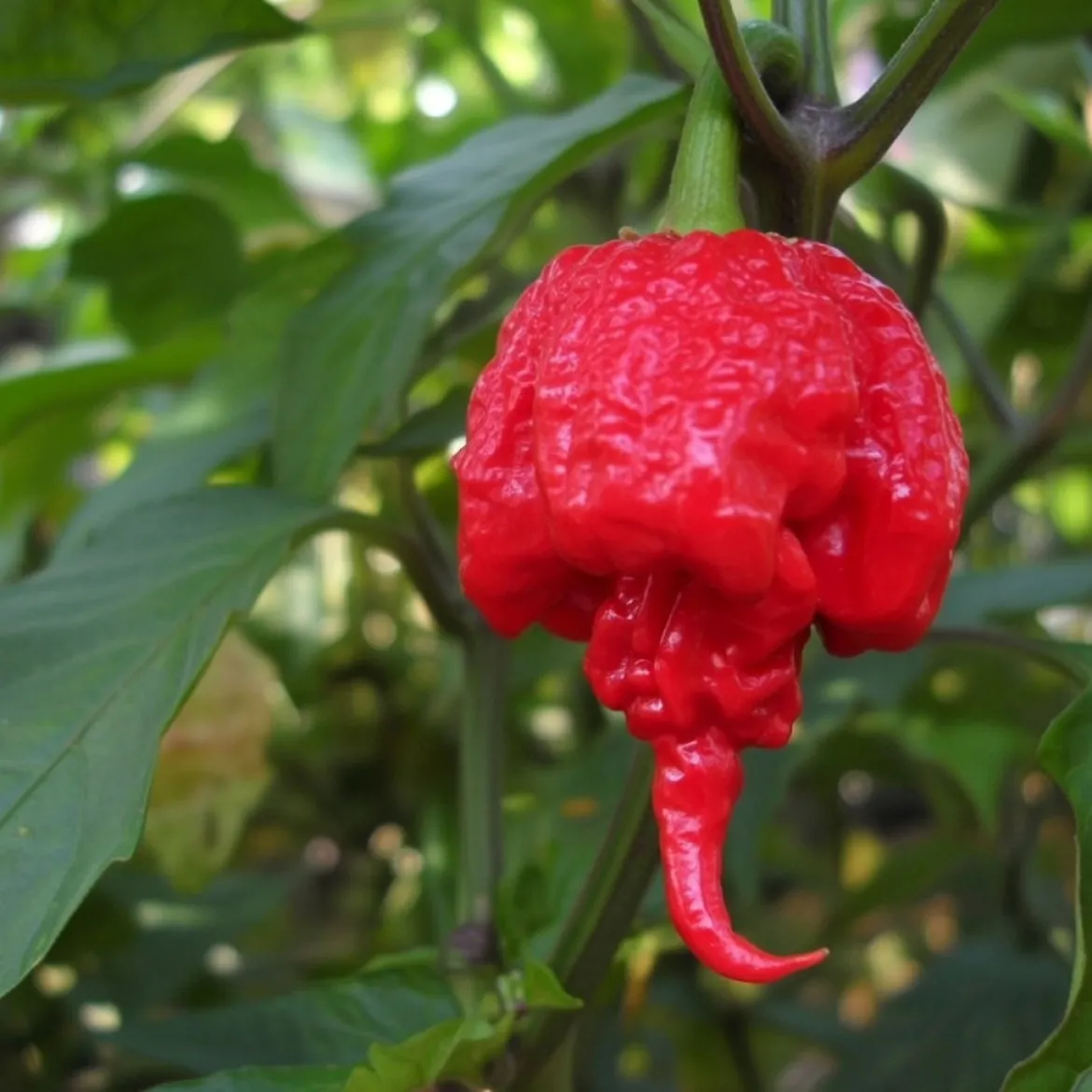 Chili frø "Carolina Reaper"