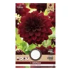 Dahlia "Arabian Night" - 1 knold