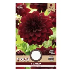 Dahlia "Arabian Night" - 1 knold