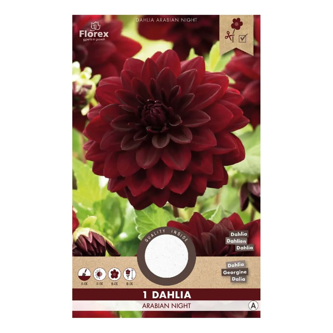 Dahlia "Arabian Night" - 1 knold