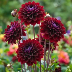 Dahlia "Arabian Night" - 1 knold