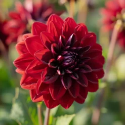 Dahlia