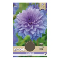 Dahlia "Blue Boy" - 1 knold