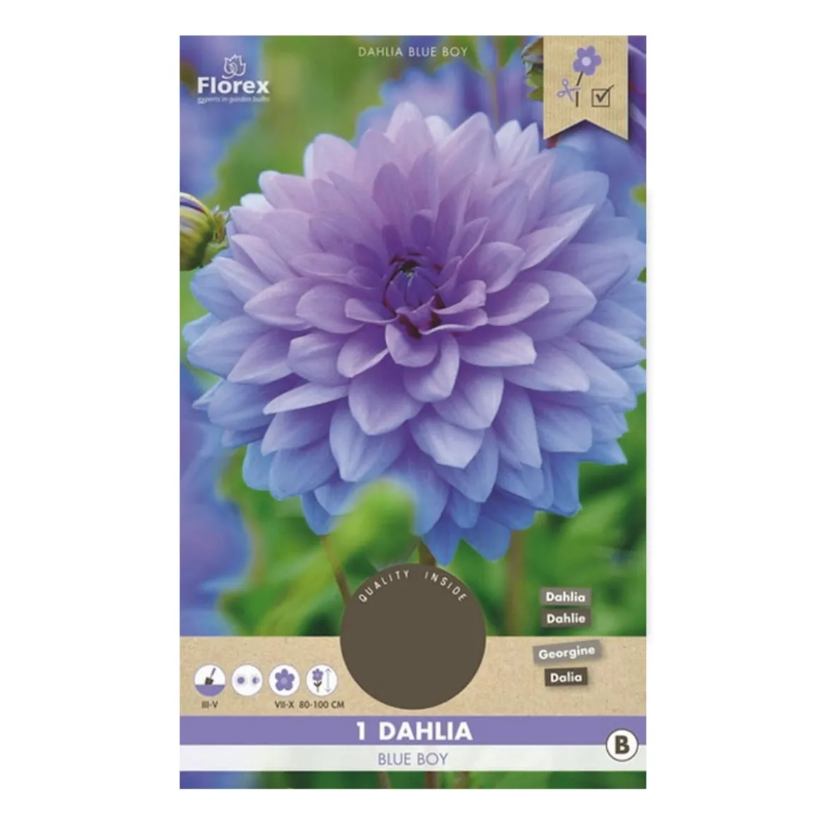 Dahlia "Blue Boy" - 1 knold