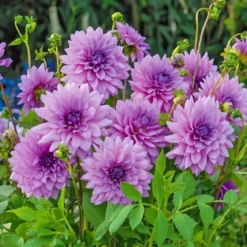 Dahlia "Blue Boy" - 1 knold
