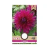 Dahlia "Cactus Orfeo" - 1 knold
