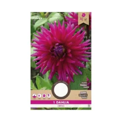 Dahlia "Cactus Orfeo" - 1 knold