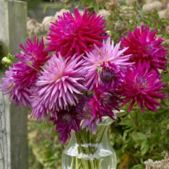 Dahlia "Cactus Orfeo" - 1 knold