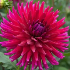 Dahlia