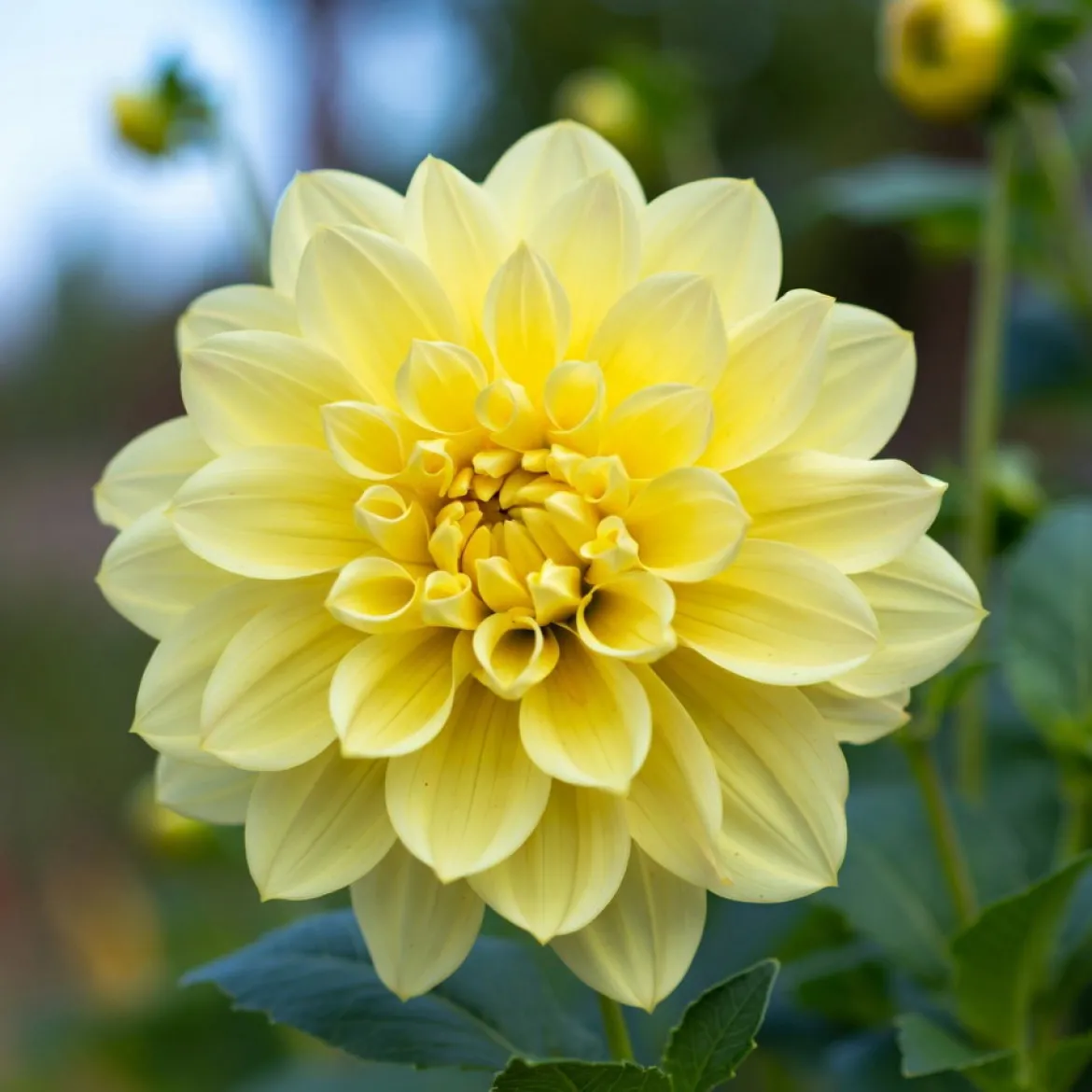 Dahlia "Dekorativt mix" - 5 knolde
