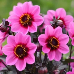 Dahlia "Happy Single Wink" - 1 knold