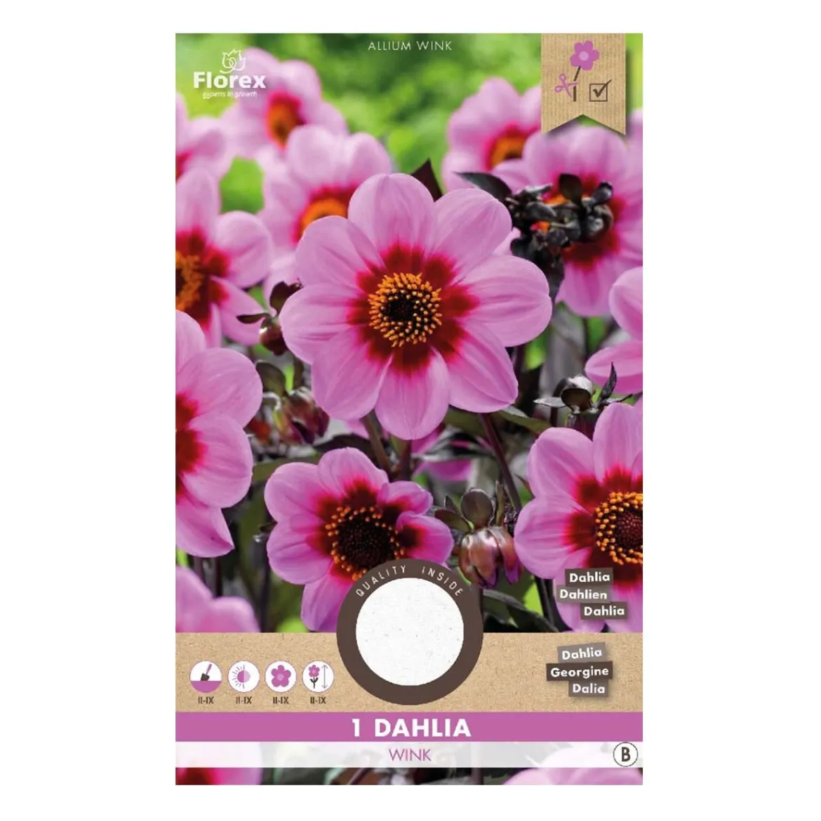 Dahlia "Happy Single Wink" - 1 knold
