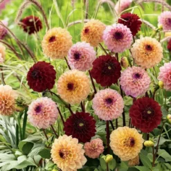Dahlia "Julia Mix" - 3 knolde