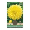 Dahlia "Kelvin Floodlight XXL" - 1 knold