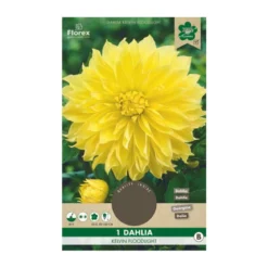 Dahlia "Kelvin Floodlight XXL" - 1 knold